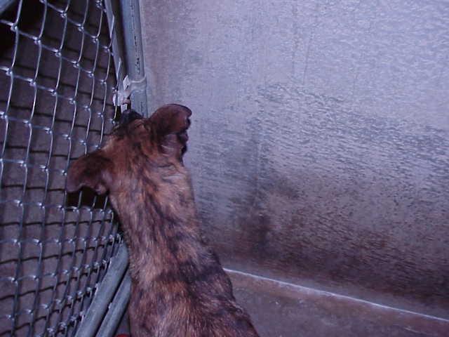 Other Photos of thie Dog