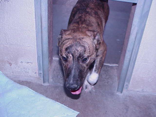 Other Photos of thie Dog