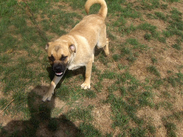 Other Photos of thie Dog