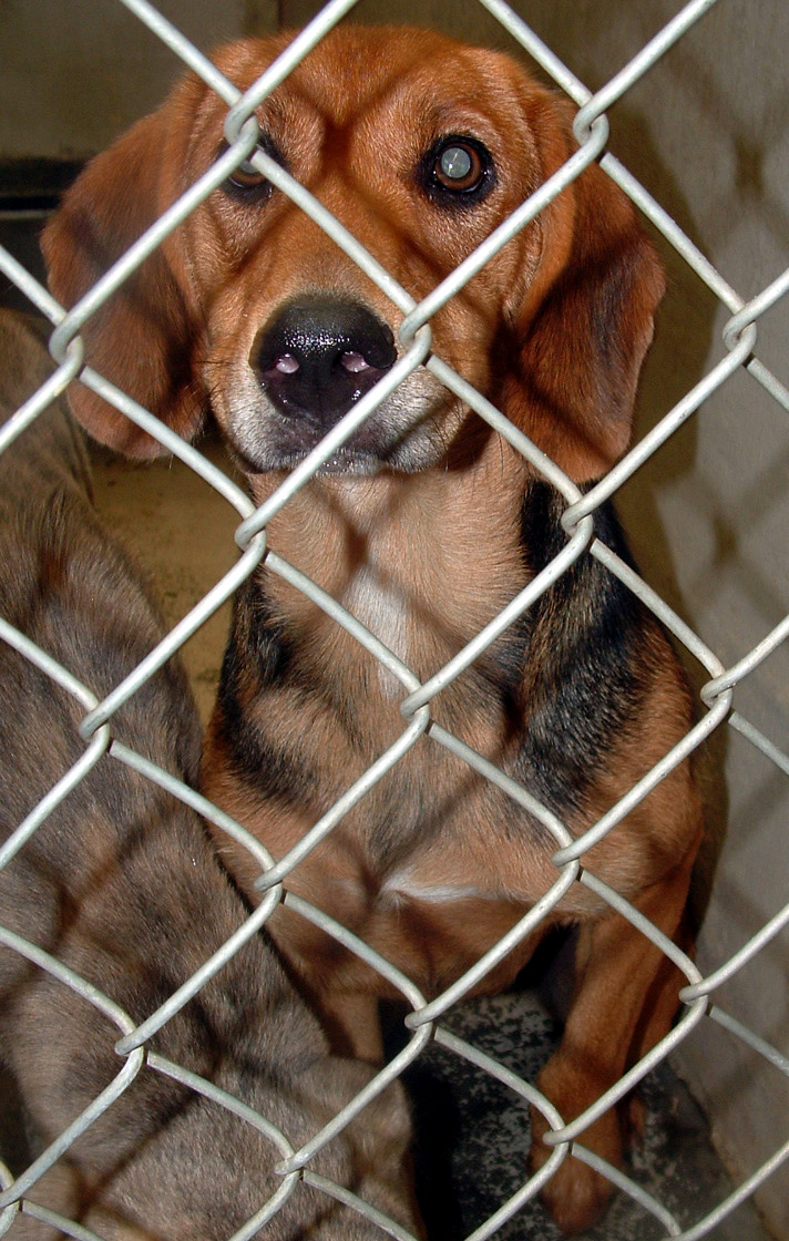 Other Photos of thie Dog