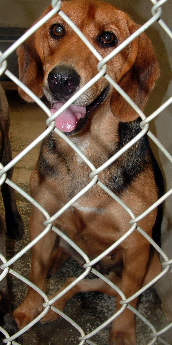 Other Photos of thie Dog