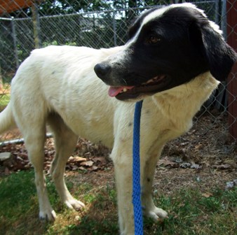Other Photos of thie Dog