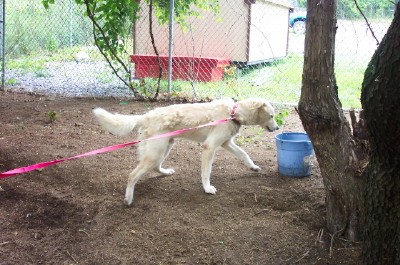 Other Photos of thie Dog