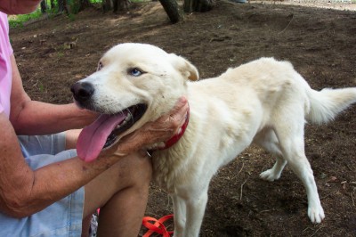 Other Photos of thie Dog