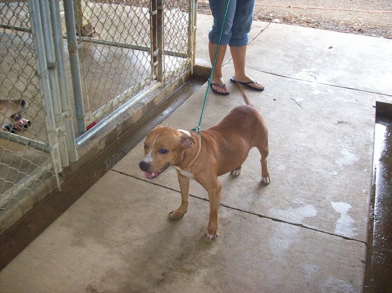 Other Photos of thie Dog