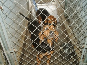 Other Photos of thie Dog