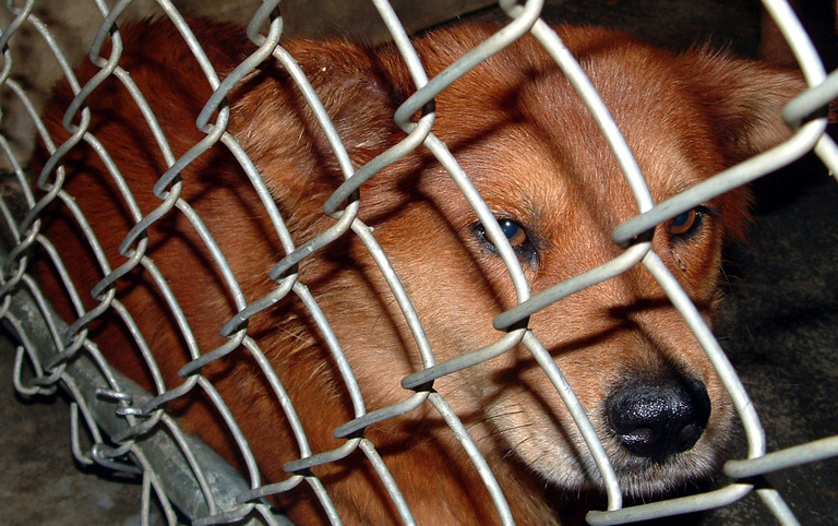 Other Photos of thie Dog