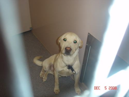 Other Photos of thie Dog