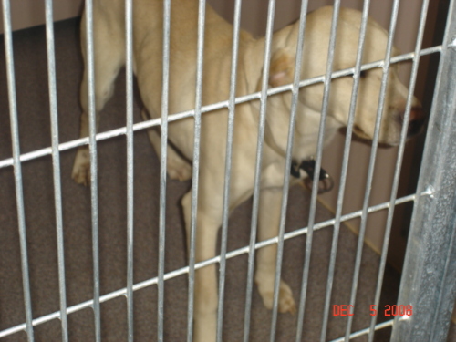Other Photos of thie Dog