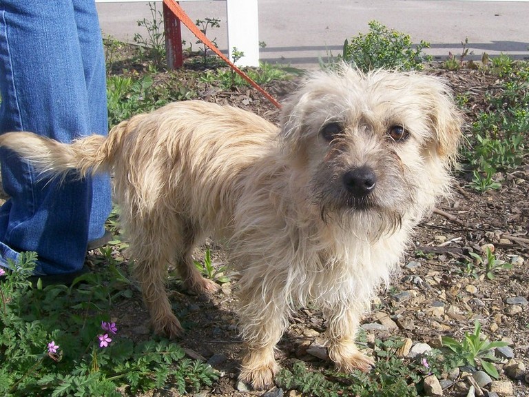 Other Photos of thie Dog