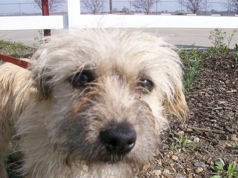 Other Photos of thie Dog