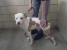 Other Photos of thie Dog