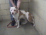 Other Photos of thie Dog