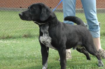 Other Photos of thie Dog