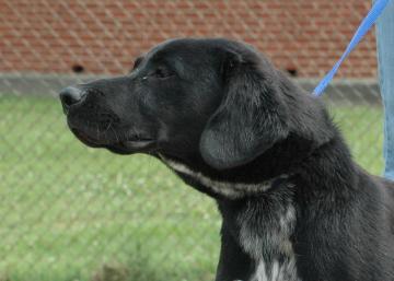 Other Photos of thie Dog