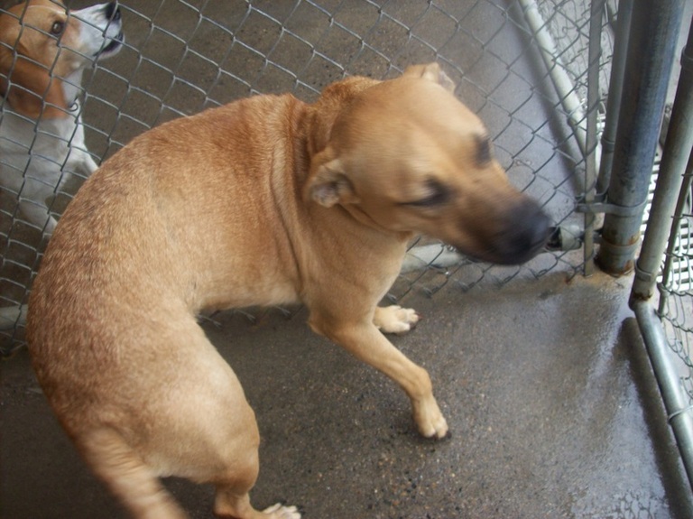 Other Photos of thie Dog