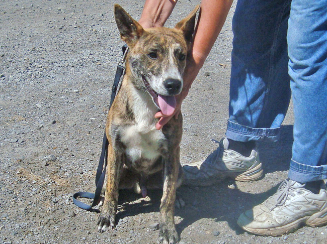 Other Photos of thie Dog