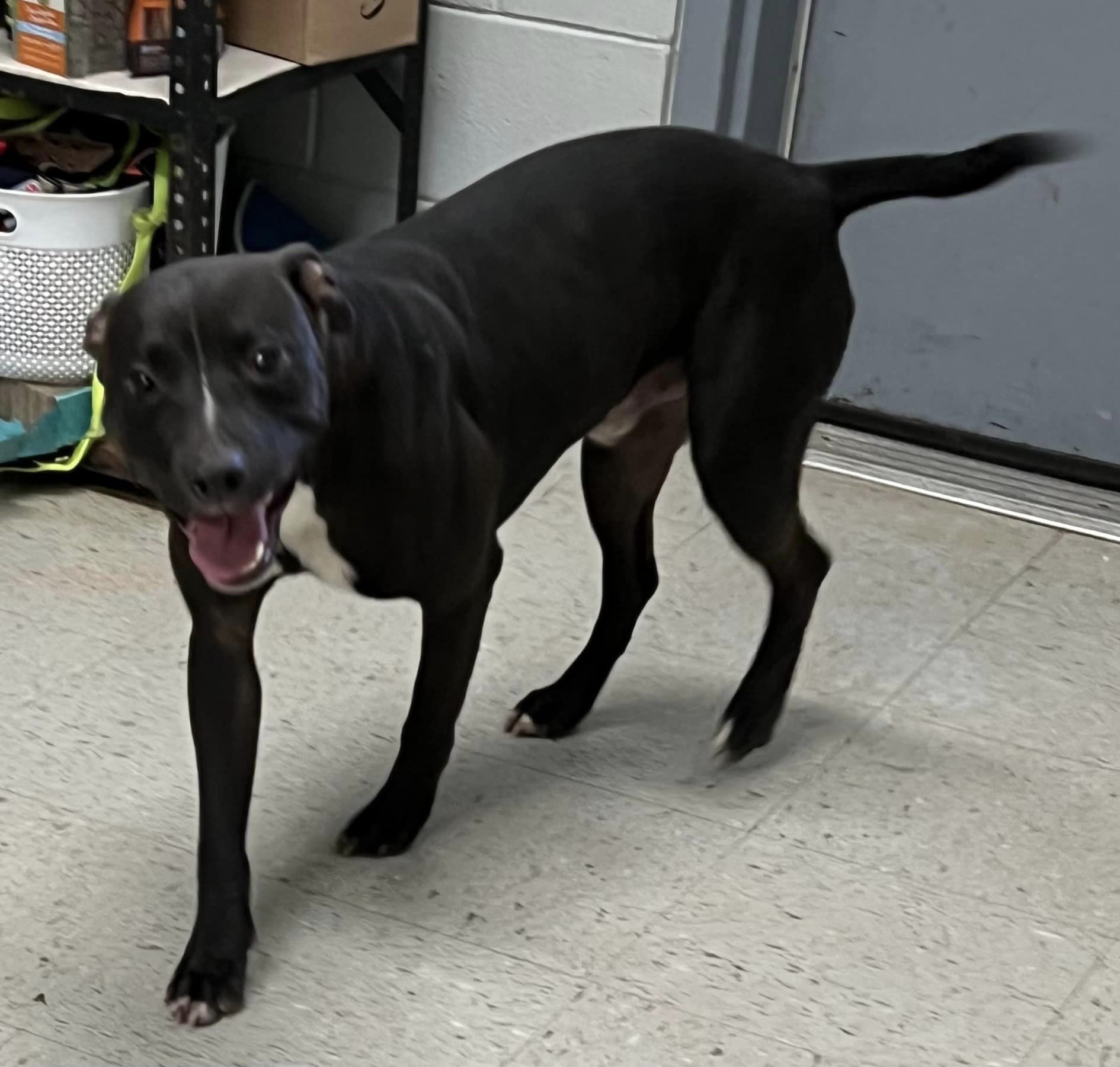 Main Photo of this Dog