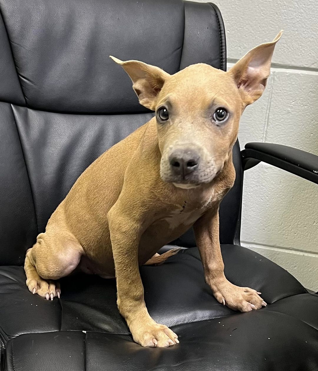Main Photo of this Dog