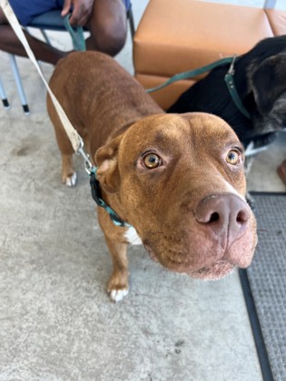 Main Photo of this Dog