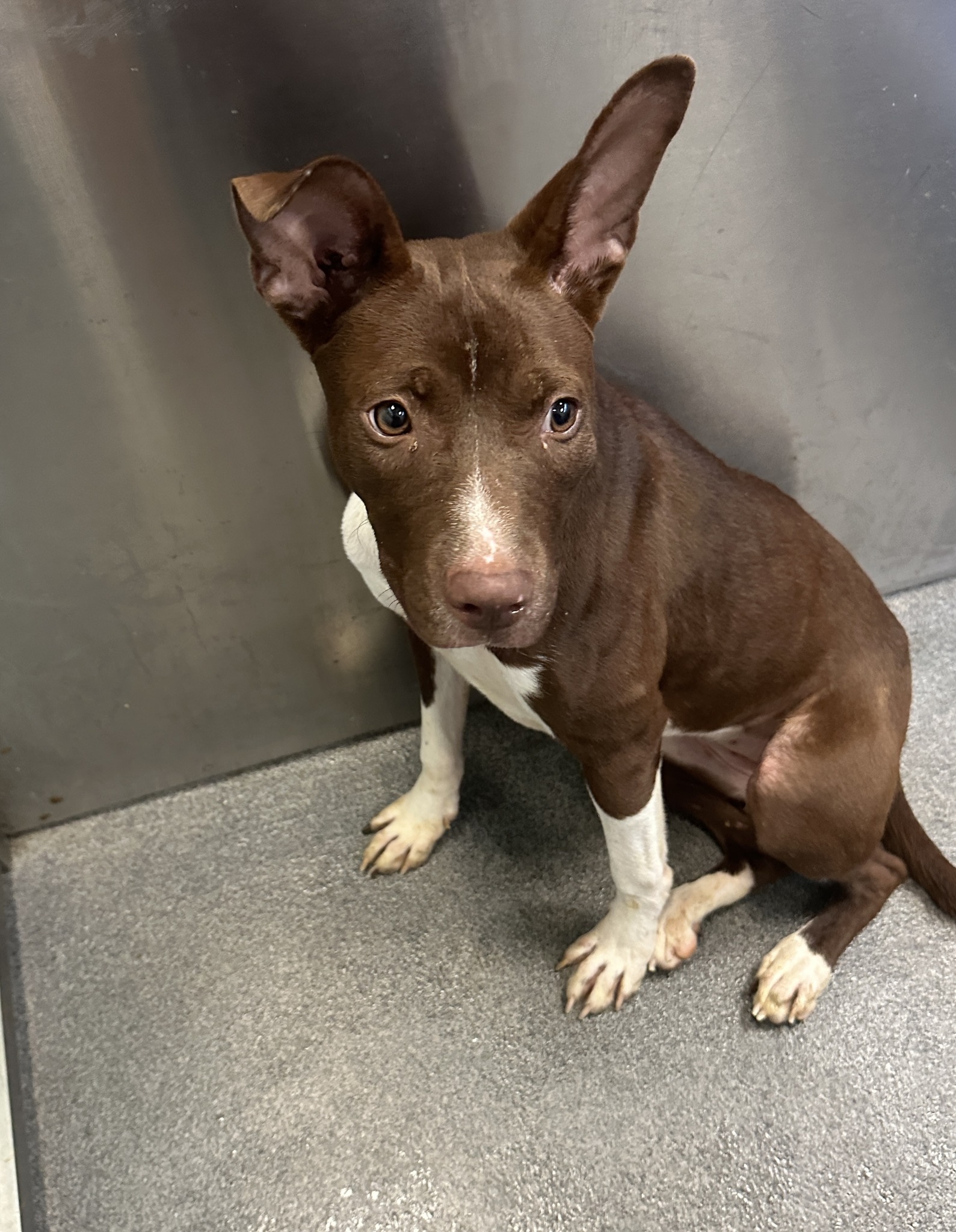 Main Photo of this Dog