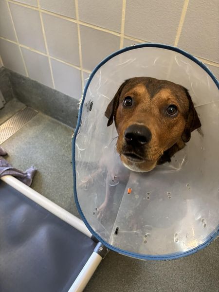 Main Photo of this Dog