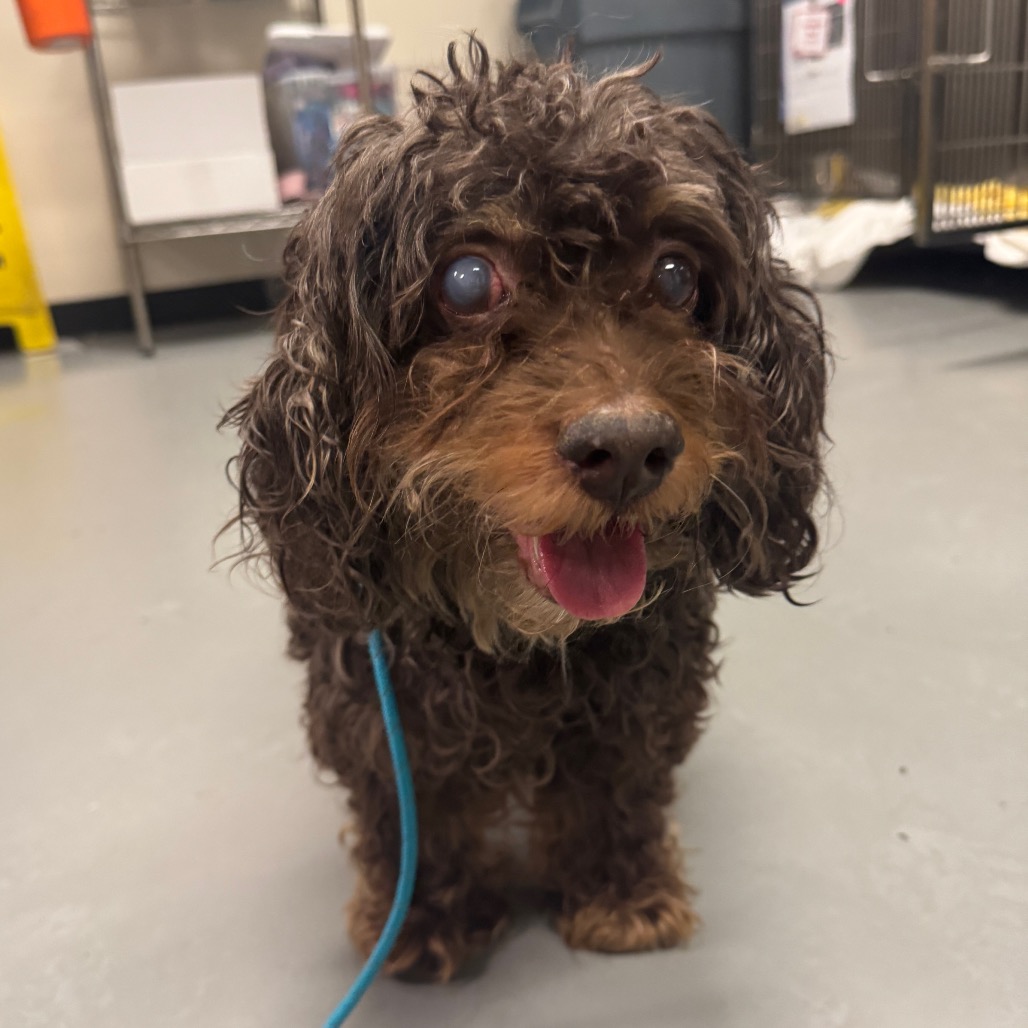 Main Photo of this Dog