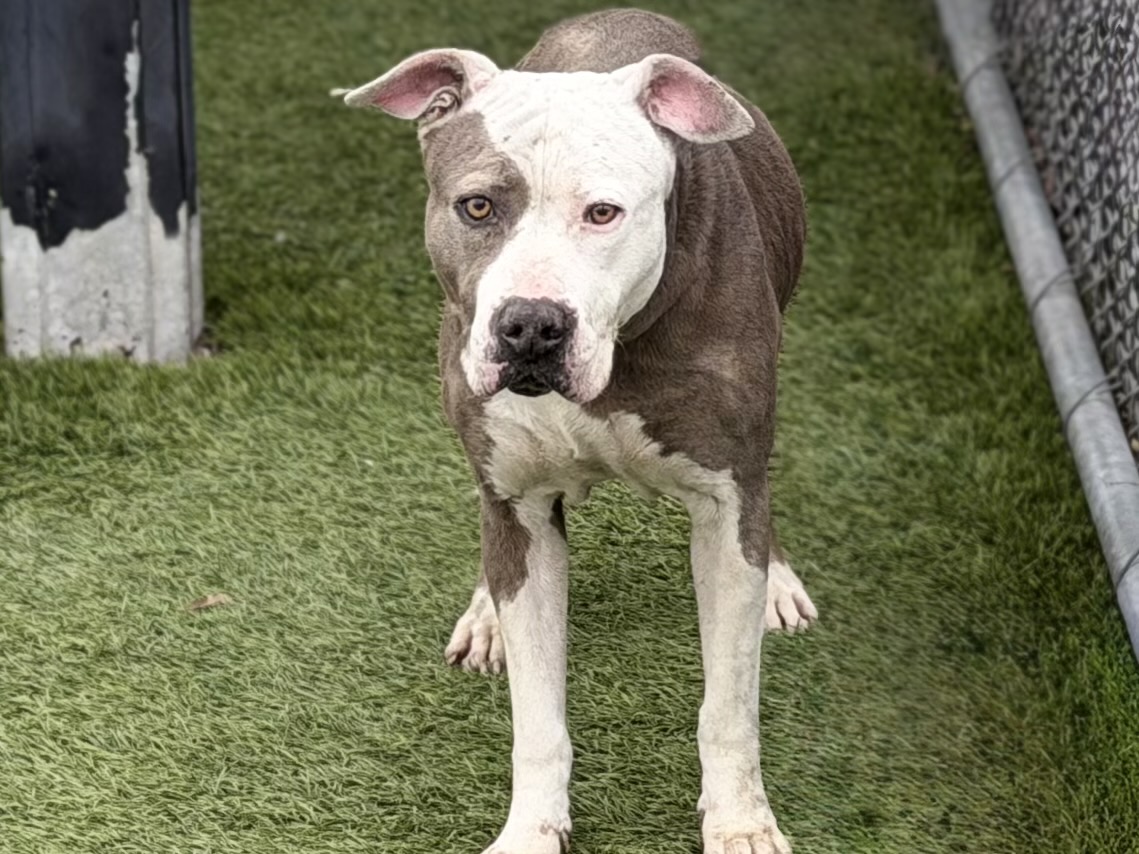 Weaver, a Pit Bull Terrier, available for adoption