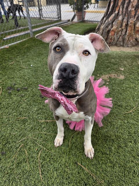 Weaver, a Pit Bull Terrier, available for adoption