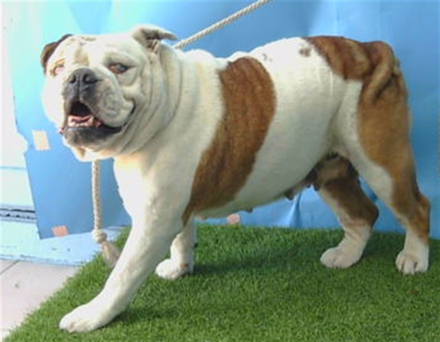 DogInDanger of Being Killed