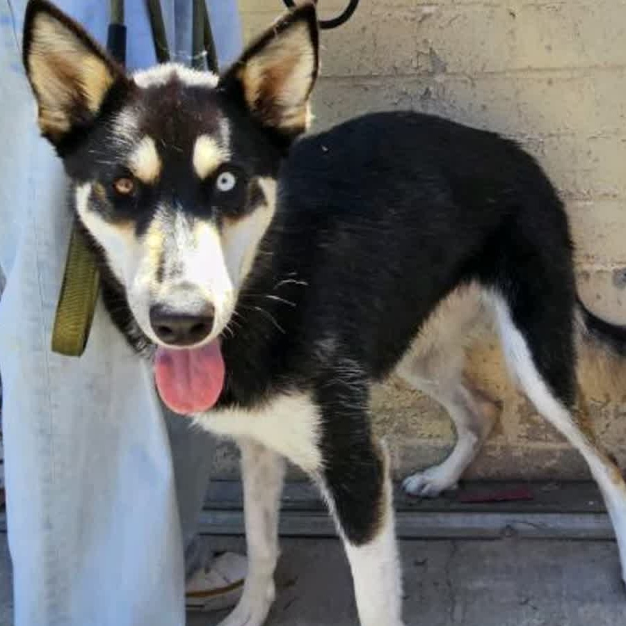Happy, a Siberian Husky, available for adoption