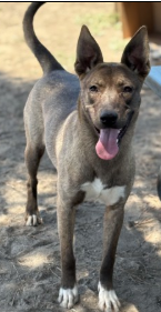 Paulina, a Dutch Shepherd (mix breed), available for adoption