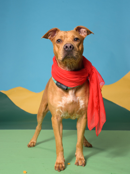 Cinnamon, a Terrier, available for adoption