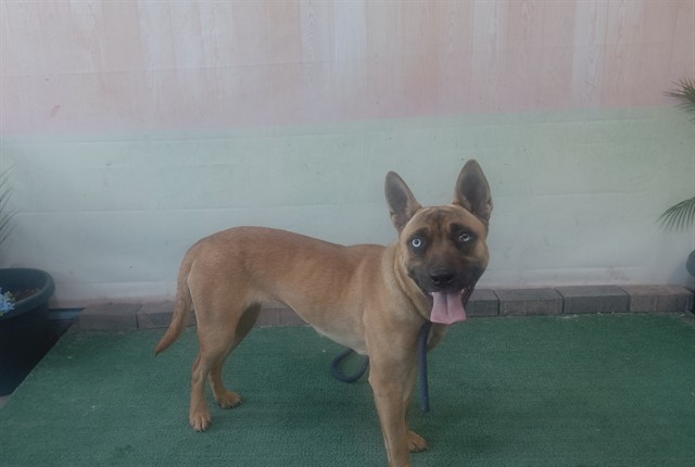 Other Photos of thie Dog