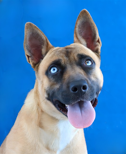 German Shepherd available for adoption