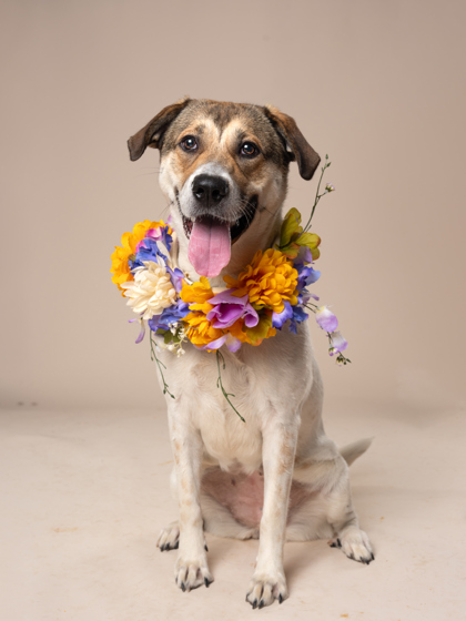 Bella Mae, a Terrier, available for adoption