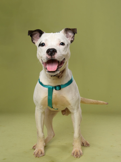 Michel, a Terrier, available for adoption