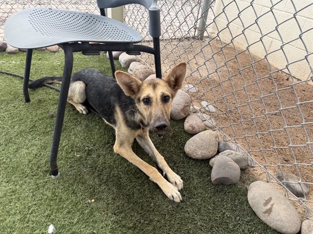 Chona, a German Shepherd, available for adoption
