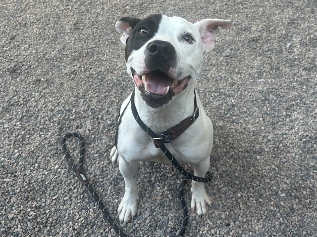 Dory, a Pit Bull Terrier, available for adoption