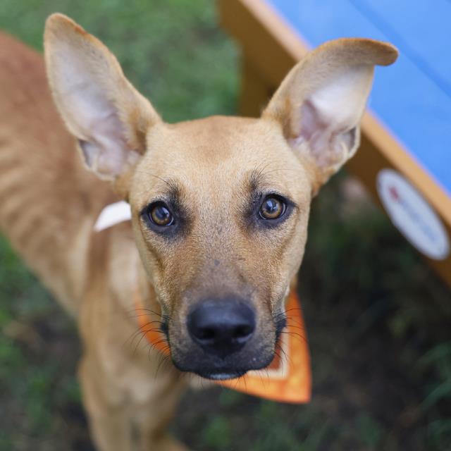 Penny, a Shepherd (mix breed), available for adoption