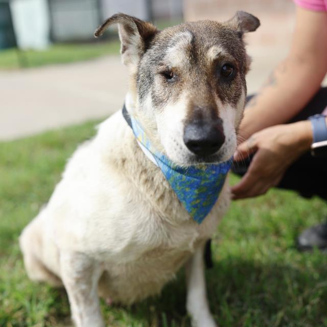 Kela, a Shepherd (mix breed), available for adoption