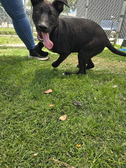 Other Photos of thie Dog