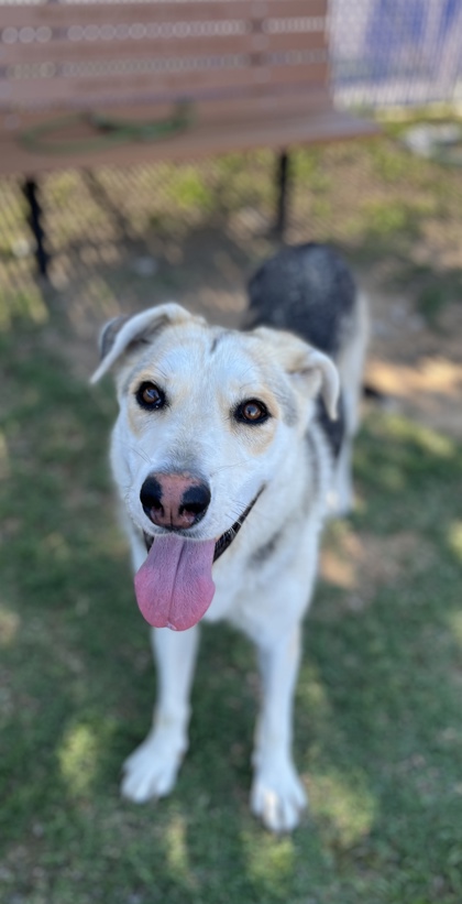Amber, a Shepherd, available for adoption