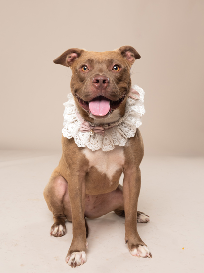 Zelda, a American Staffordshire Terrier, available for adoption