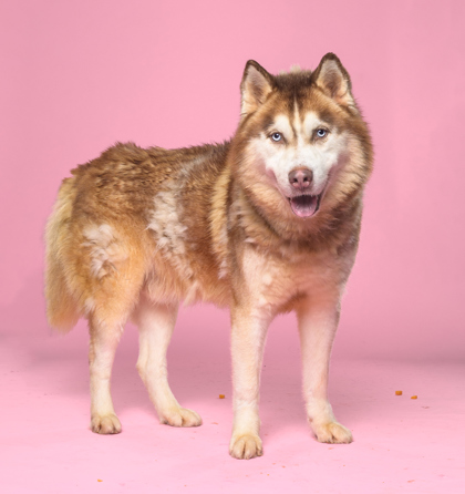 Lewis, a Alaskan Malamute, available for adoption
