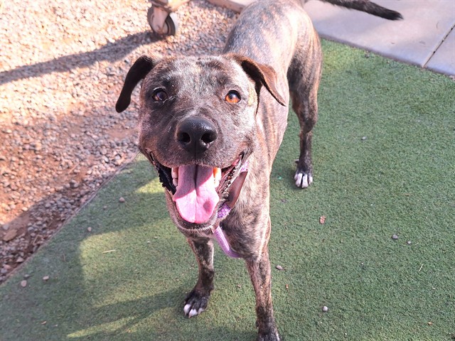 Papaya, a Dutch Shepherd, available for adoption