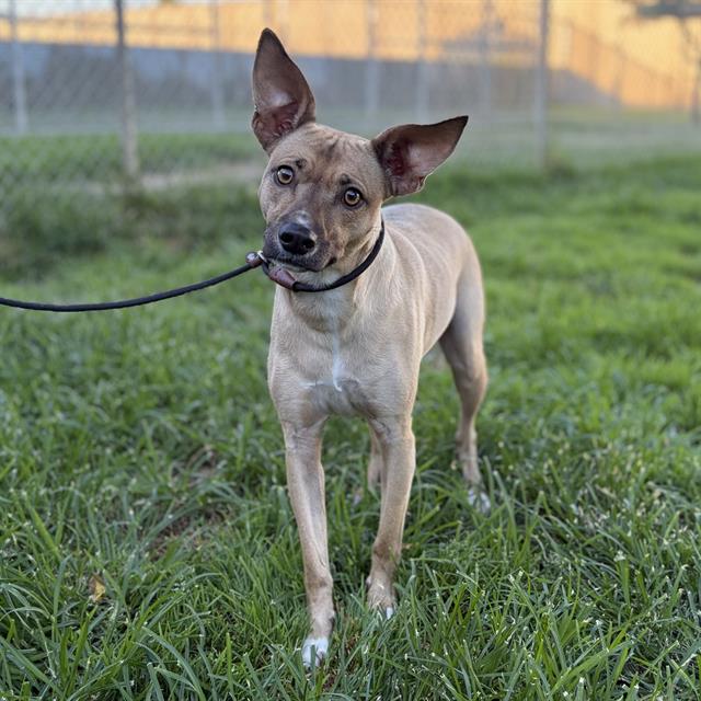 Honey, a Rat Terrier, available for adoption