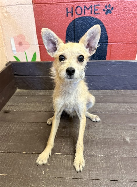 Pulgita, a Chihuahua, available for adoption