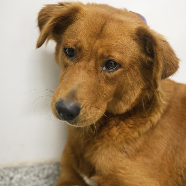 Berry, a Nova Scotia Duck-Tolling Retriever (mix breed), available for adoption