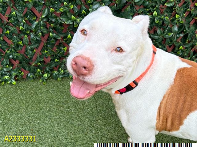 Gibby, a Pit Bull Terrier, available for adoption